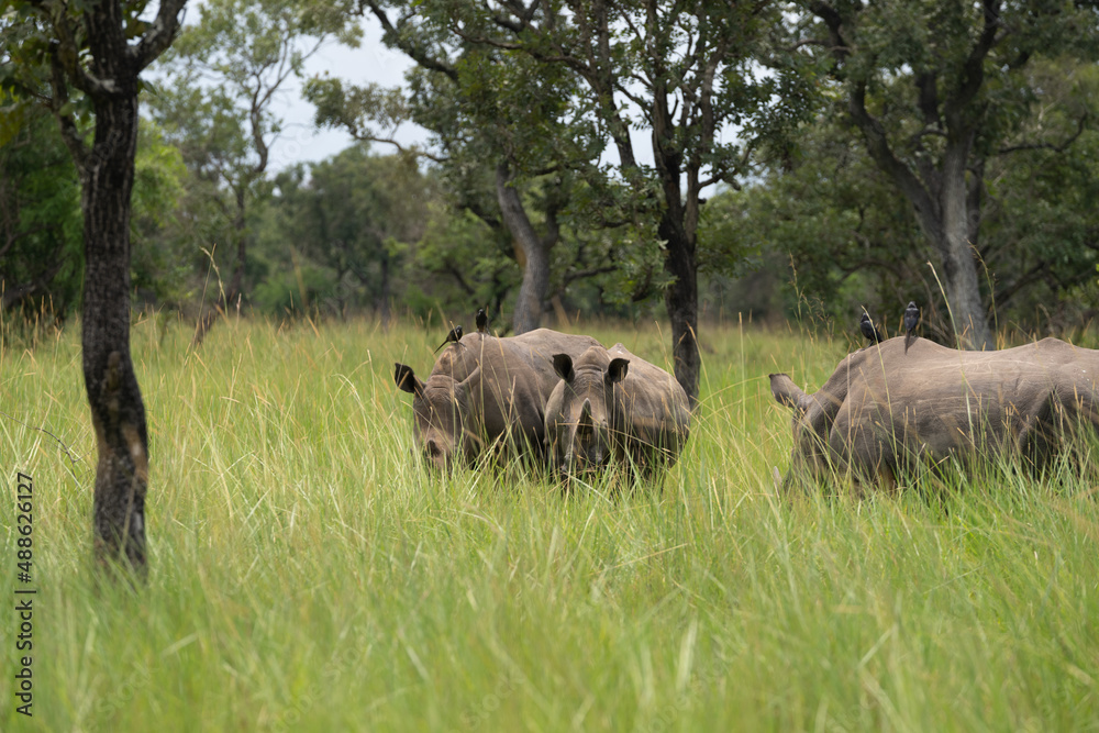 Fototapeta premium rhino