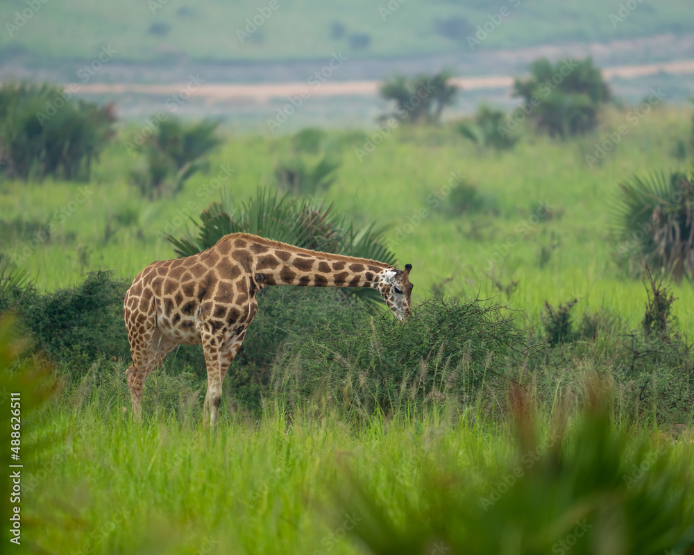 Obraz premium giraffe in the savannah