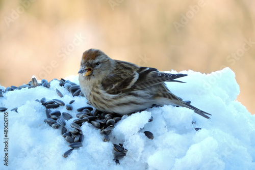 A female common redpoll with a bright red patch on its forehead standing in snow and eating sunflower seeds, blurred background, snowy weather
 photo