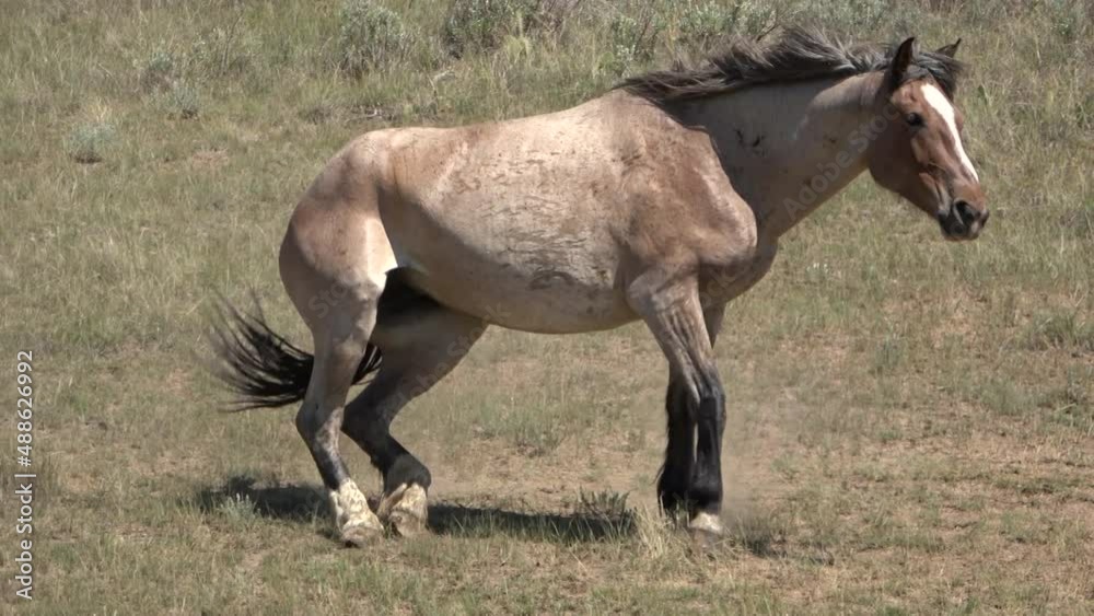 Wild horse rolling on the ground in the grasslands of the Theodore Roosevelt National Park, North Dakota Wild horse rolling on the ground in the grasslands of the Theodore Roosevelt National Park, North Dakota