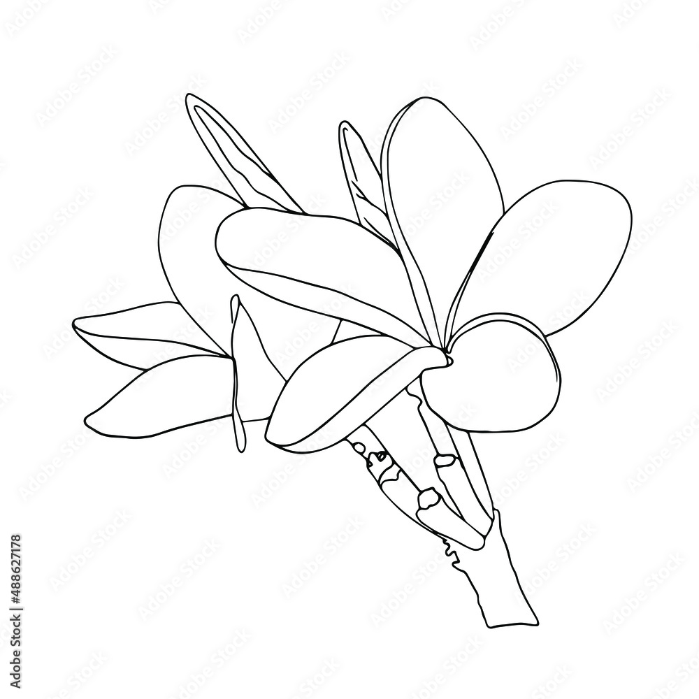 Frangipani or plumeria tropical flower. Outline vector doodle illustration.