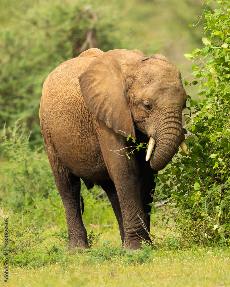 Elephant in busch