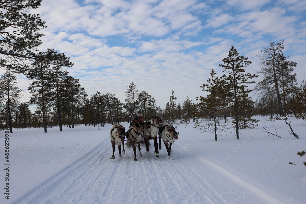 Naklejka premium Reindeer run at the Reindeer Herder's Day competition