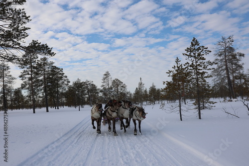 Reindeer run at the Reindeer Herder's Day competition