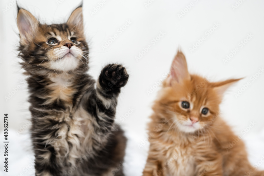 Cute pets. Maine Coon kittens on a white background.