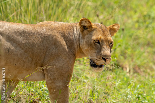 lion and lioness