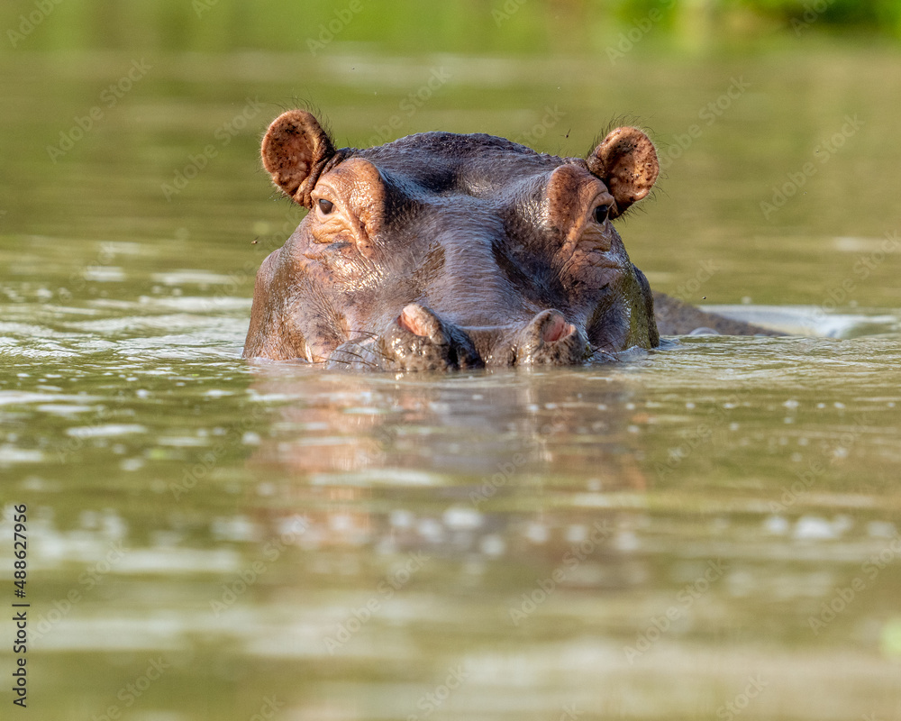Fototapeta premium Hippo in the river