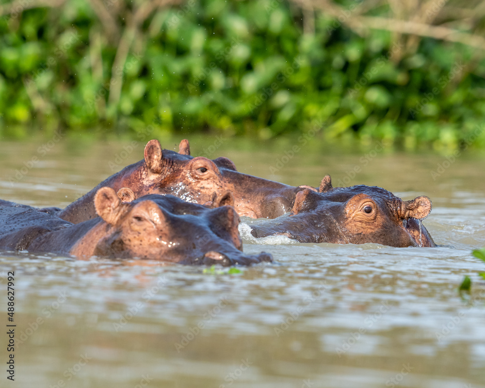 Fototapeta premium Hippo in the river
