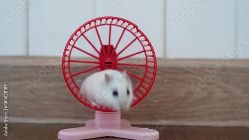 A Dzungarian hamster on a training wheel. The hamster trains on a rotating wheel then leaves the wheel. High quality 4k footage