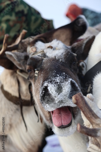 Reindeer run at the Reindeer Herder's Day competition