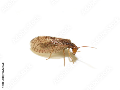 Closeup on brown lacewing Hemerobiidae isolated on white background
