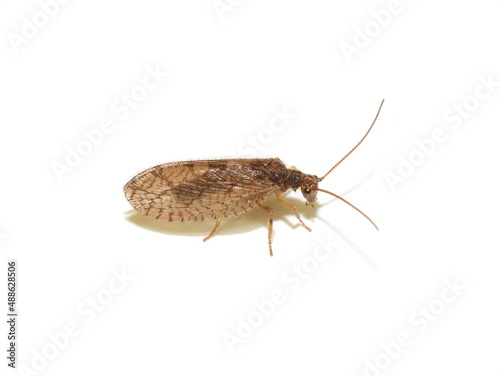 Closeup on brown lacewing Hemerobiidae isolated on white background © hhelene