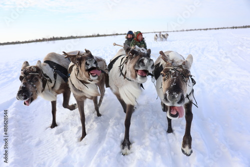 Reindeer run at the Reindeer Herder's Day competition