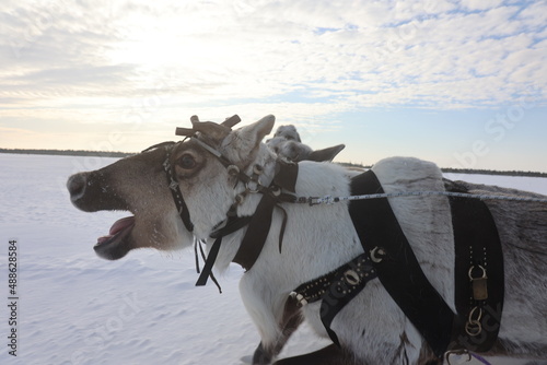 Reindeer run at the Reindeer Herder's Day competition