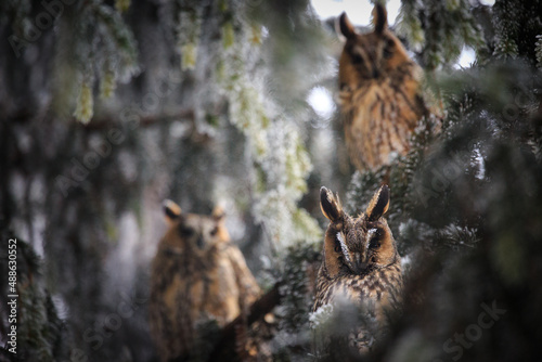 Owls on tree (lat. Asio otus)