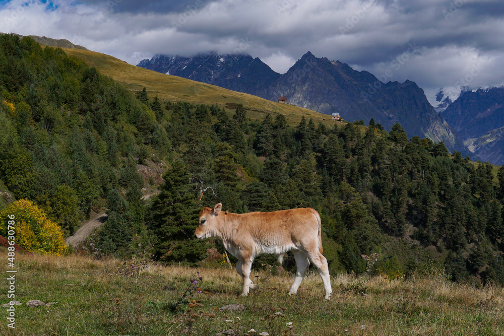 A calf grazes on a mountain meadow high in the mountains. View of a mountain landscape in Georgia with green grass and a white calf on a sunny day. European eco-friendly mountain landscape.