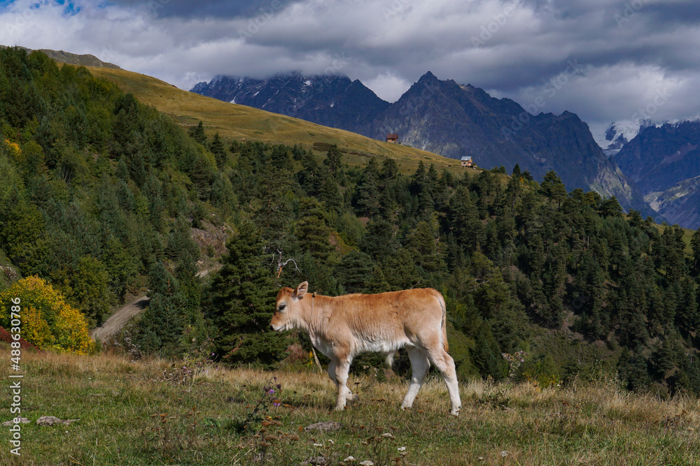 A calf grazes on a mountain meadow high in the mountains. View of a mountain landscape in Georgia with green grass and a white calf on a sunny day. European eco-friendly mountain landscape. A calf grazes on a mountain meadow high in the mountains. View of a mountain landscape in Georgia with green grass and a white calf on a sunny day. European eco-friendly mountain landscape.