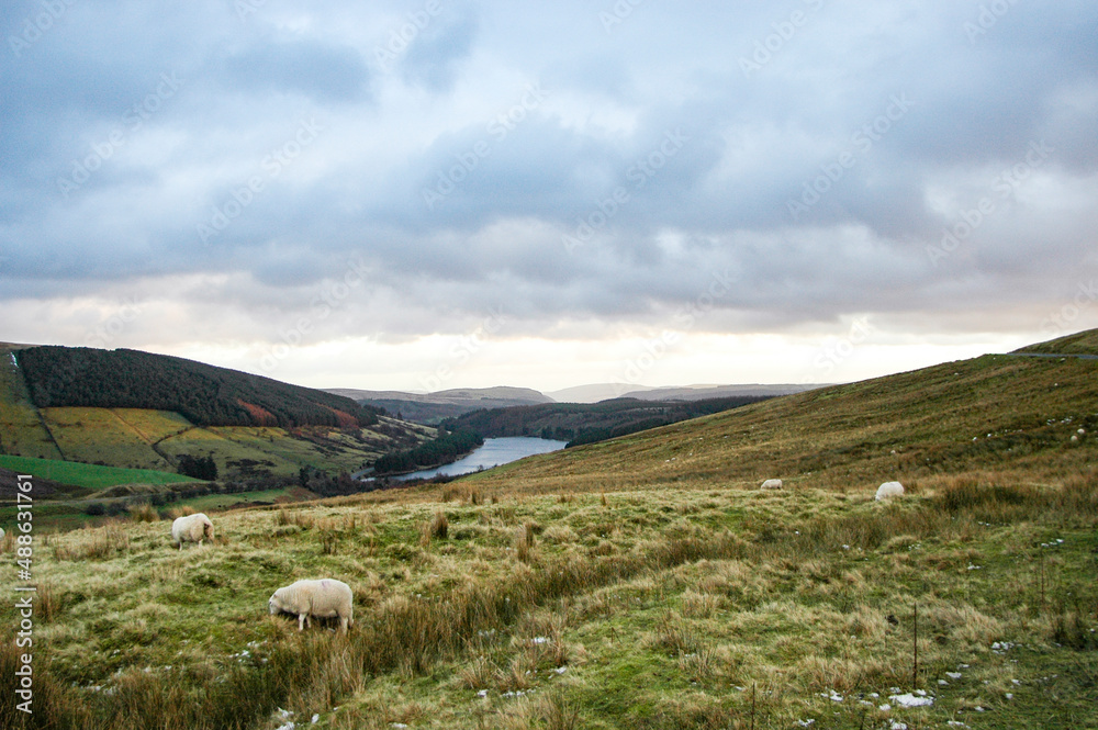 Sheep on the hills of South Wales