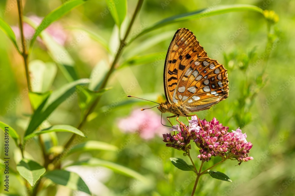 Close up image of a High Brown Fritillary butterfly sitting on purple flower. Sunny summer day in a meadow. Green background.