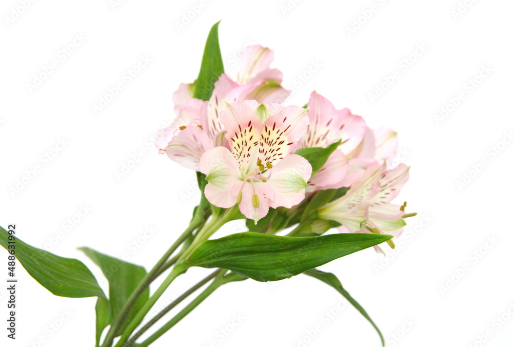 Pink Peruvian lily, lily of the Incas, Alstroemeria with light pink flowers, on white background