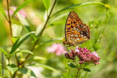 Obraz na płótnie Close up image of a High Brown Fritillary butterfly sitting on purple flower. Sunny summer day in a meadow. Green background. w salonie