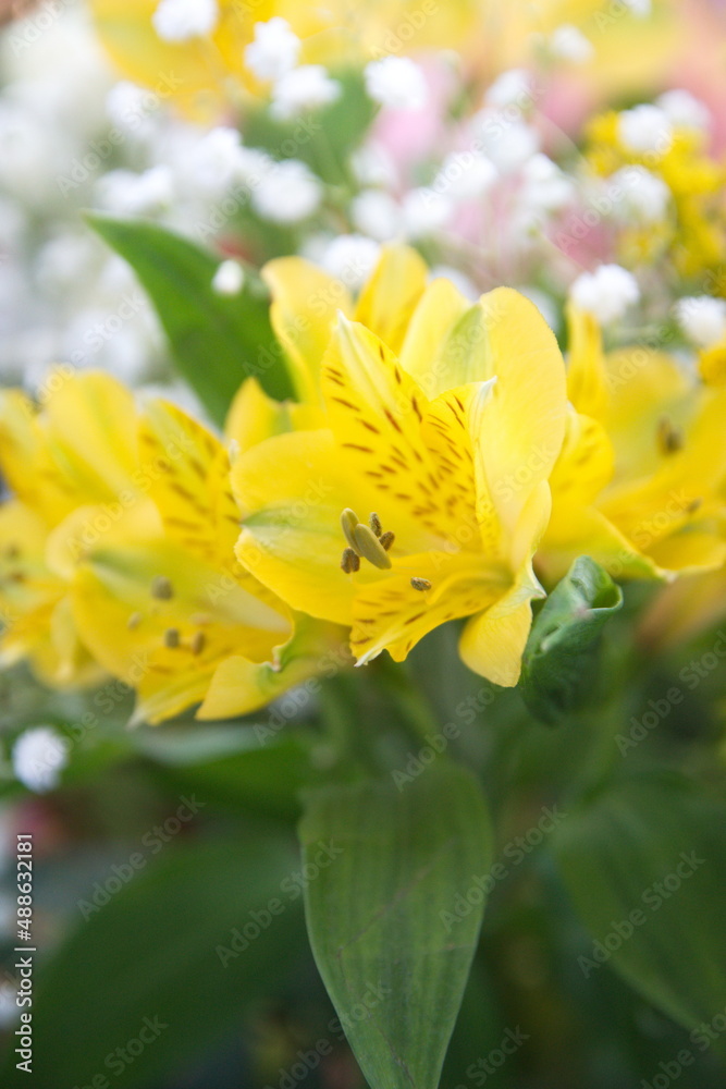 Bouquet of Yellow Peruvian lily, lily of the Incas, Alstroemeria with light pink flowers Bouquet of Yellow Peruvian lily, lily of the Incas, Alstroemeria with light pink flowers