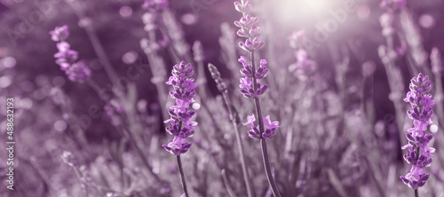 Lavender flowers. evening light. Blurry background. Selective focus