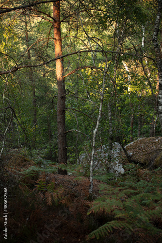 For  t  Fontainbleau  arbre