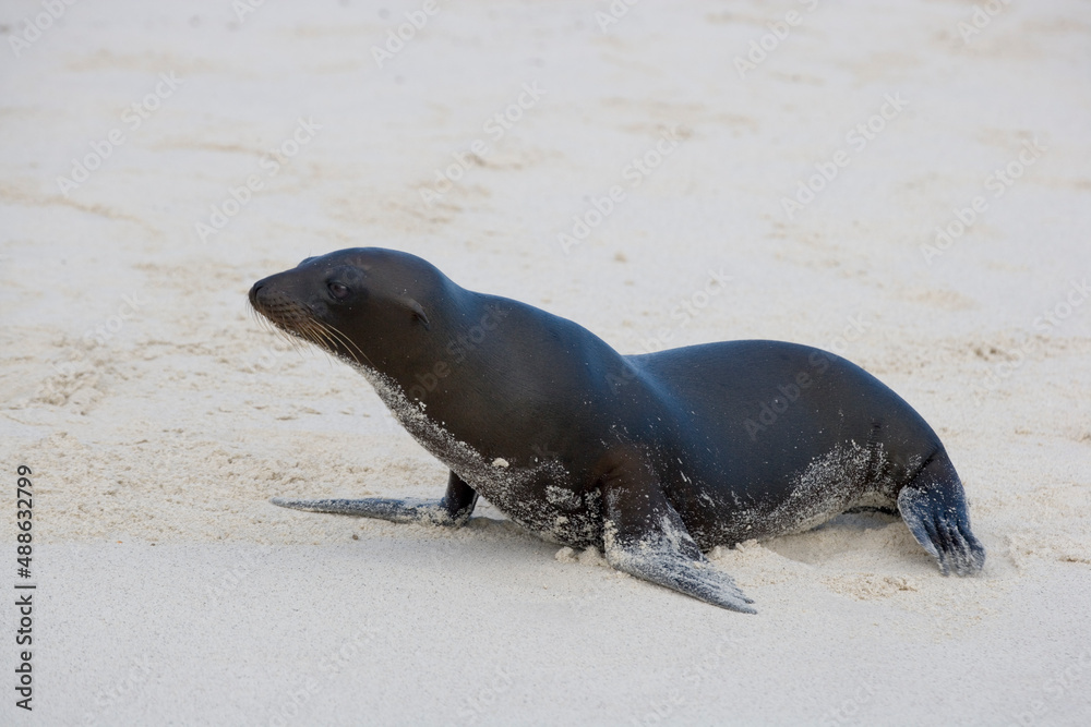 Fototapeta premium Galapagos Sea Lion Zalophus wollebaeki on the beach at Gardner Bay, Espanola Island, Galapagos, Ecuador