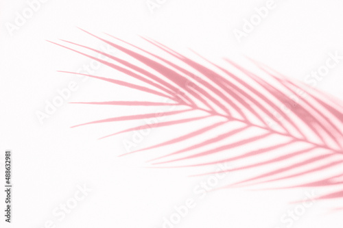 Abstract shadow pink palm leaf shadow on a white wall background. Horizontal creative theme poster, greeting cards, headers, website and app