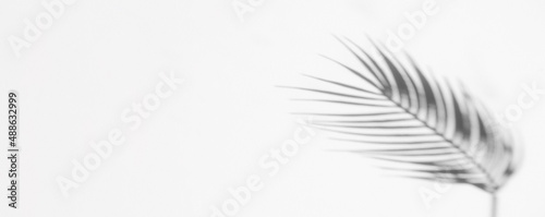 Abstract shadow black white palm leaf shadow on a white wall background. Horizontal creative theme poster, greeting cards, headers, website and app © Augustas Cetkauskas