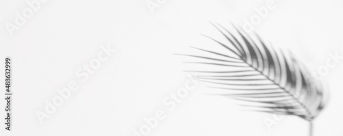 Abstract shadow black white palm leaf shadow on a white wall background. Horizontal creative theme poster  greeting cards  headers  website and app