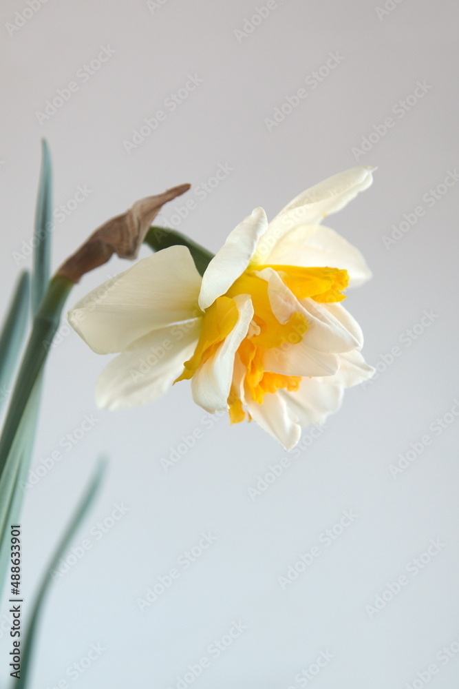Naklejka premium Bouquet of Narcissus Replete, Double-Flowered Daffodils, Narcissus flower