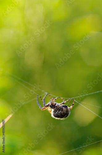 Spider crusader weaves a cobweb