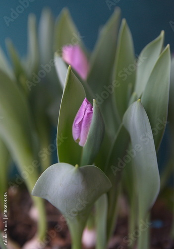 Lilac  tulip 