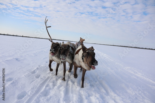 Reindeer run at the Reindeer Herder's Day competition