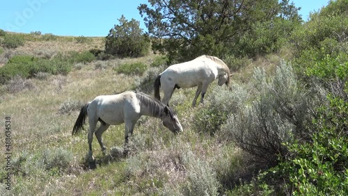 Wild horses in the grasslands of the Theodore Roosevelt National Park, North Dakota