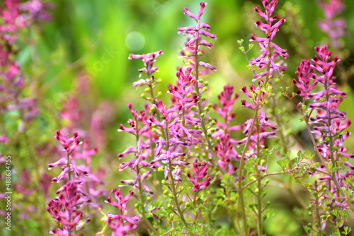 Fumaria officinalis blooms in nature photo