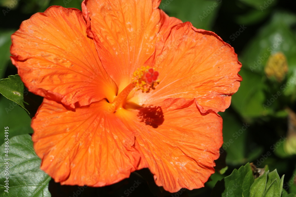 hibiscus hibiscus