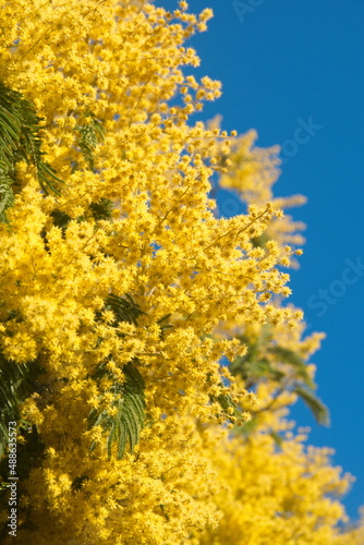 Blossom of Acacia dealbata, Acacia derwentii  with yellow flowers, mimosa tree, on blue background photo