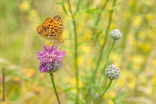 Close up image of a High Brown Fritillary, an orange butterfly sitting on purple thistle flower. Sunny summer day in a meadow. Green and yellow background.