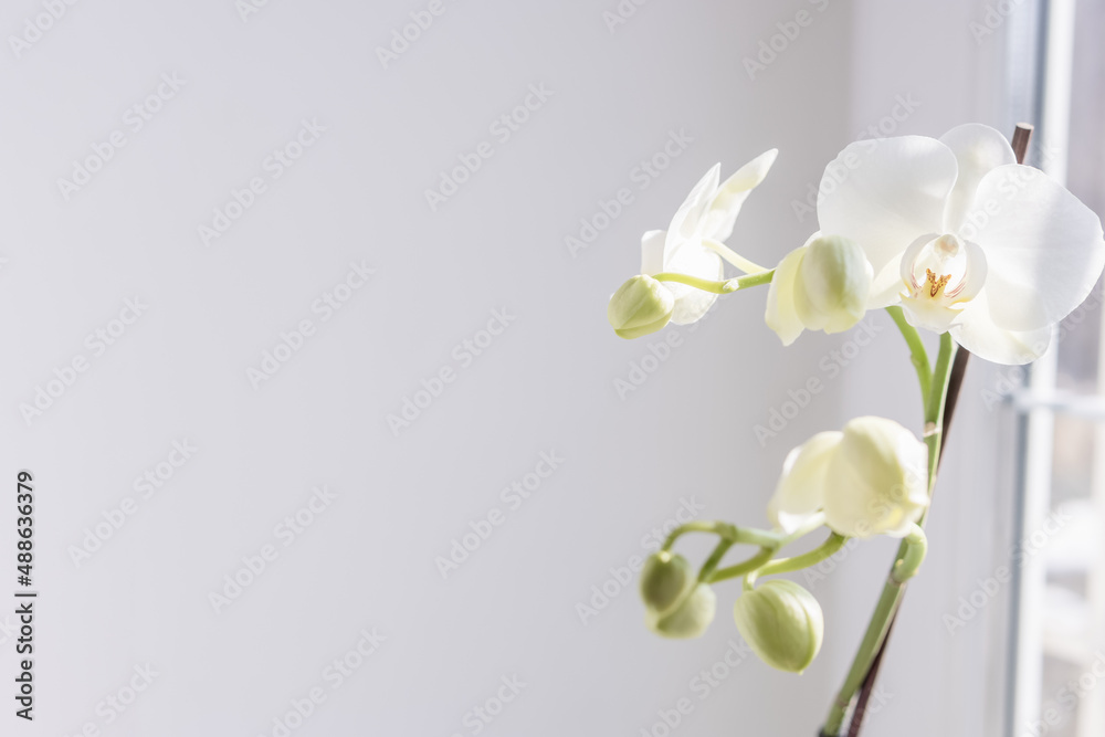 white blooming orchid on a window,there is a place for an inscription
