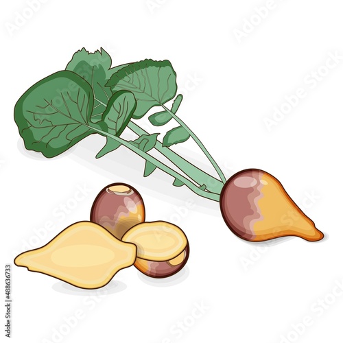 Whole and half of rutabaga for banners, flyers, posters, cards. Root of swede. Organic root vegetables. Cartoon style. Vector illustration isolated on white background