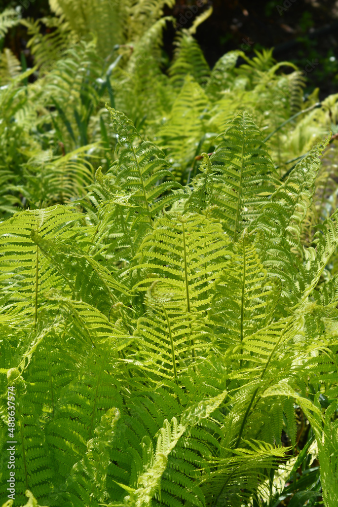 Ostrich fern
