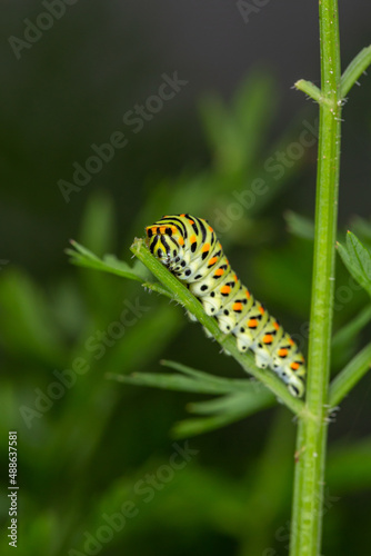 Green swallowtail caterpillar sitting on a branch of carrot macro photography on a summer day. Caterpillar of Papilio machaon close-up photo in summertime. © Anton