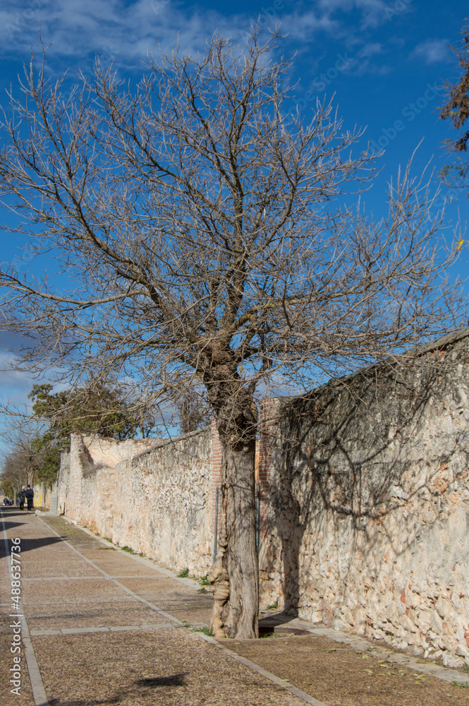 Fototapeta premium stone wall with a tree of bare branches behind in Nuevo Baztan. Madrid. Spain