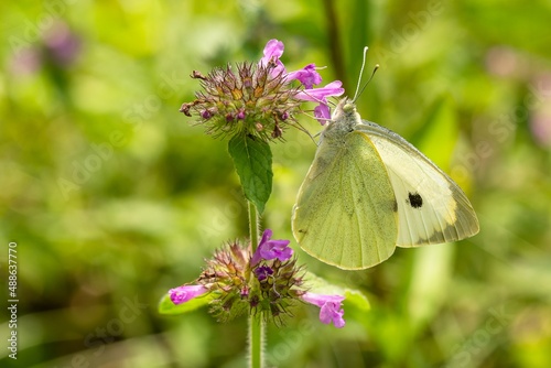Obraz na płótnie White and yellow cabbage butterfly with black dot, sitting on tiny purple flower growing in a meadow sucking nectar. Sunny summer day. Blurry green background. w salonie