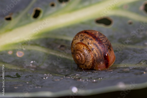 A snail sitting behind a large green leaf of a cabbage macro photography in summertime. Garden slug on a green leaf closeup photo on a summer day.