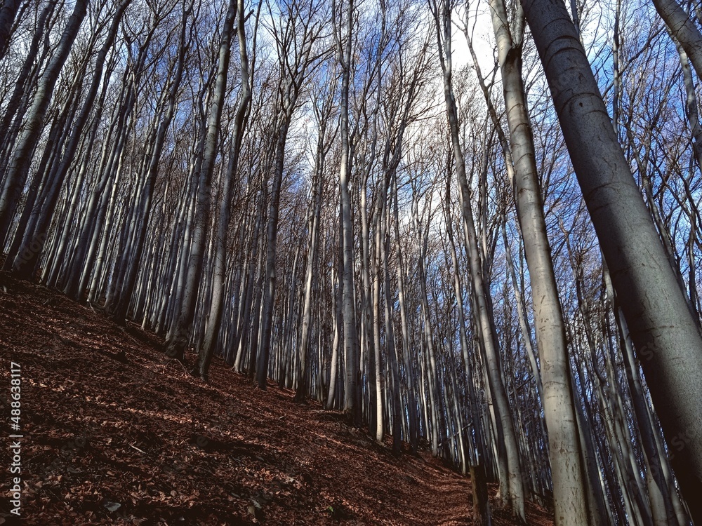 Las Bukowy późną jesienią - Rezerwat przyrody Zasolnica w Beskidzie Małym - obrazy, fototapety, plakaty 