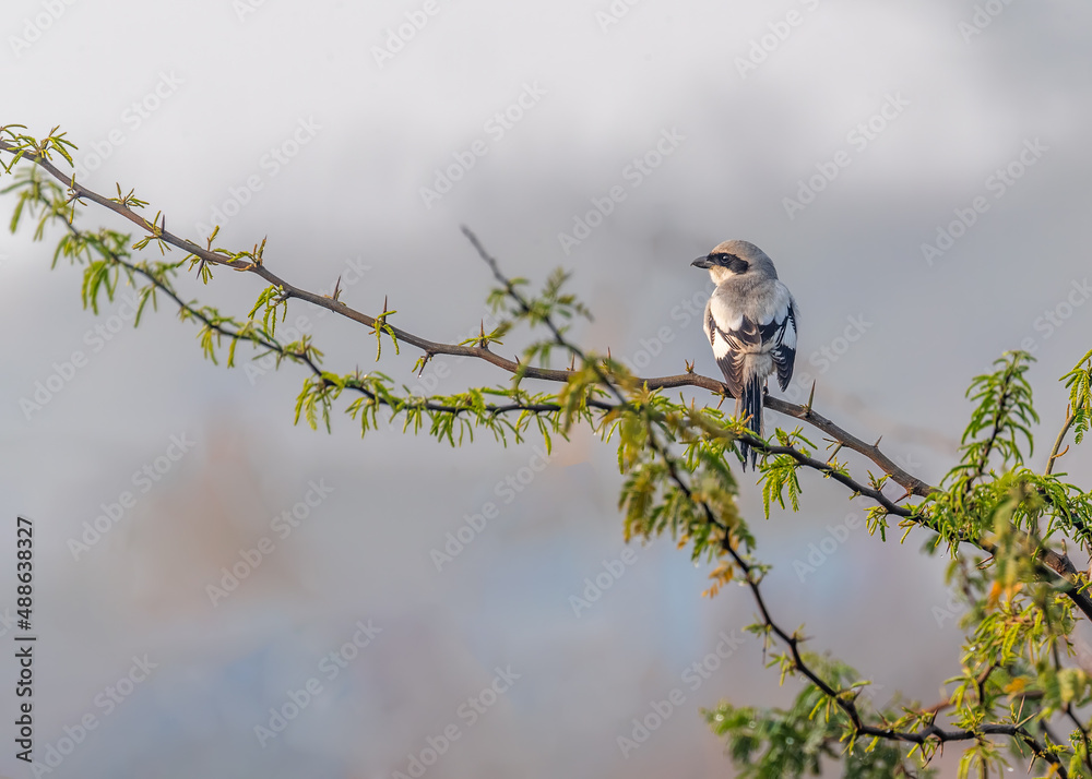 Obraz premium Grey Shrike perching on a tree